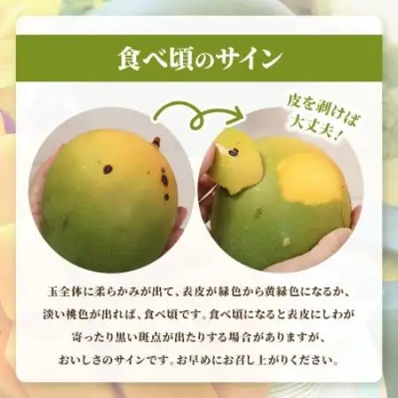 【2026年8月中旬から順次発送・訳あり】今帰仁産の幻のキーツマンゴー1kg(1～2玉)【配送不可地域：離島】【4014741】