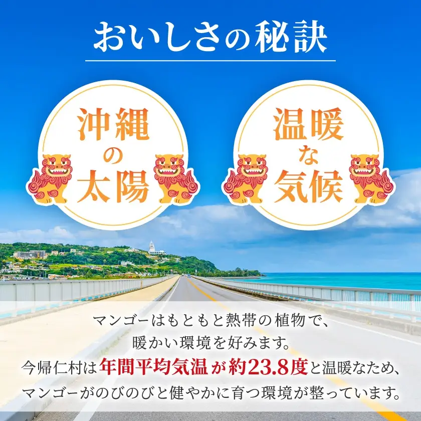 【2026年6月下旬から順次発送・訳あり】今帰仁産のアップルマンゴー2kg(4～6玉)【配送不可地域：離島】【4014743】