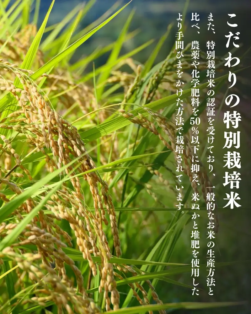 【令和8年産先行予約】【10月初旬発送】平泉町産特別栽培米 ササニシキ2kg【mih007】