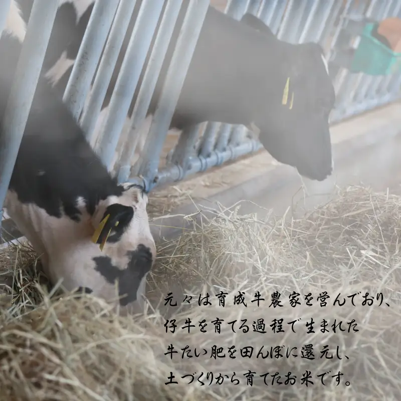 【先行予約受付中！】令和8年産 11月以降順次発送！ 平泉町産 奥州平泉黄金米 玄米20kg / こめ コメ 米 お米 おこめ 玄米 ご飯 ごはん ライス 山水【aoki017A】