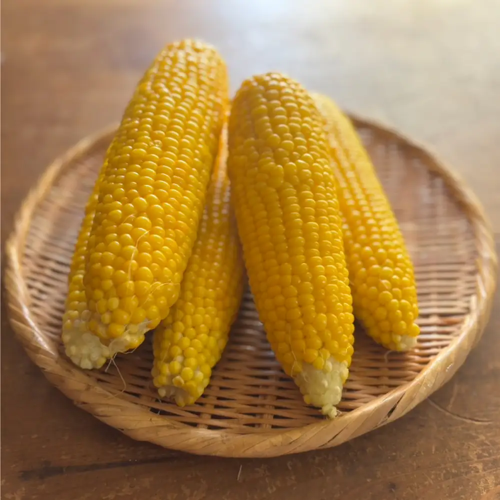 とうもろこし10本（9本+傷み保証本）