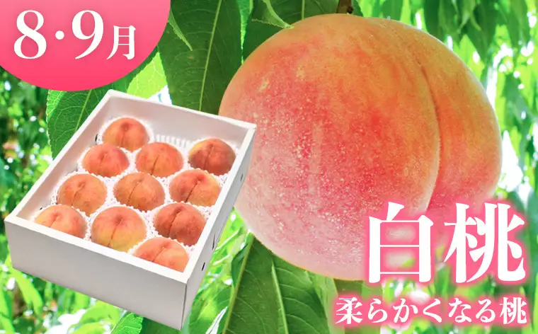 【定期便3回】やまがたフルーツ定期便 さくらんぼ /白桃/ラフランス FY26-075