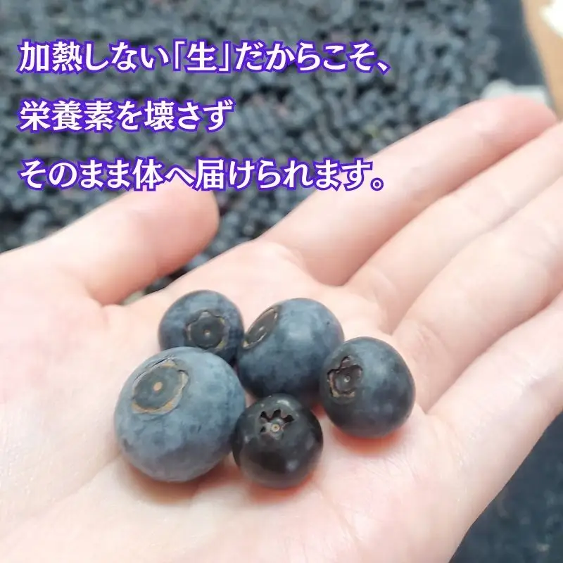 【令和８年分 先行予約】ブルーベリー 2kg 《三茶屋ブルーベリー園》