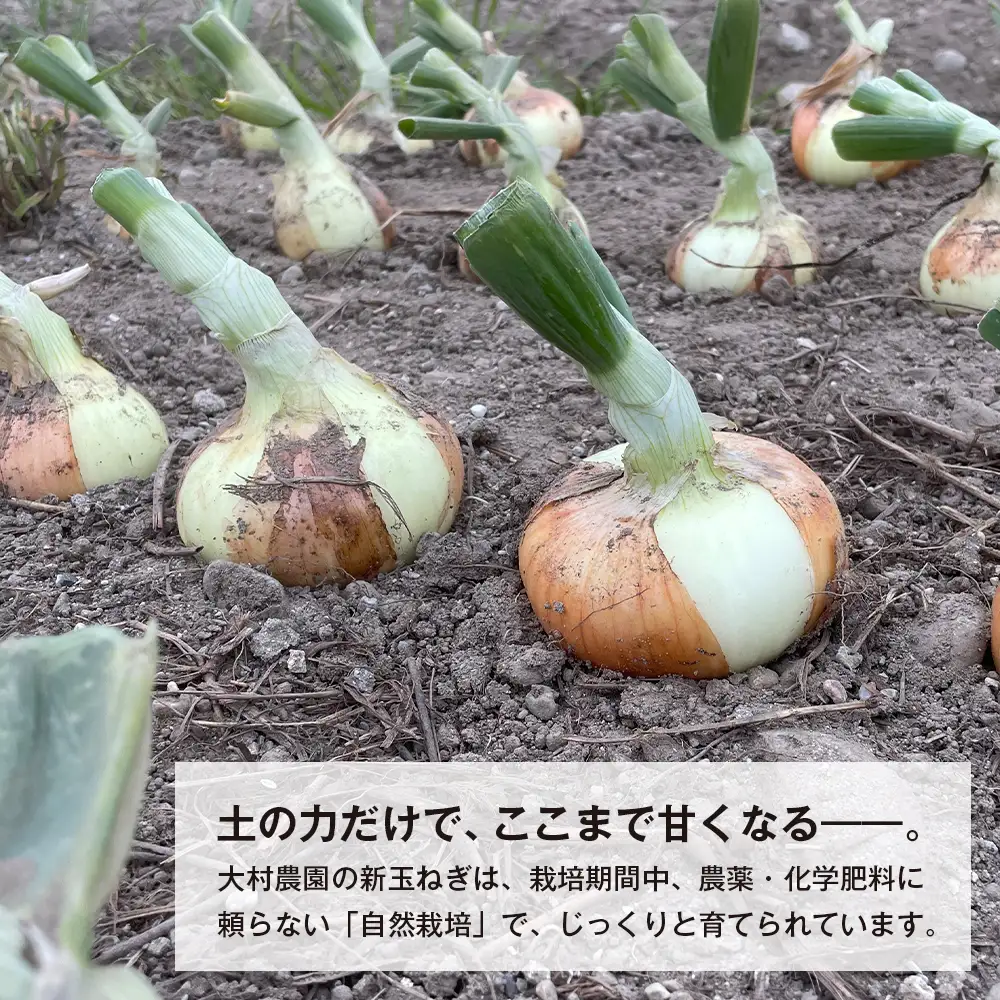 新玉ねぎ 自然栽培 4.5kg 玉ねぎ