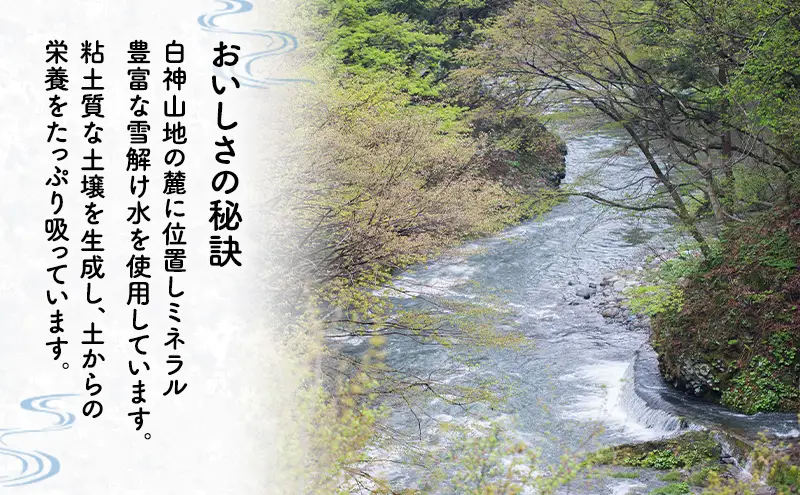 【先行予約 令和8年度産】あきたこまち 米 5kg 精米 白米 秋田県 能代市 ブランド米 甘み 粘り もっちり