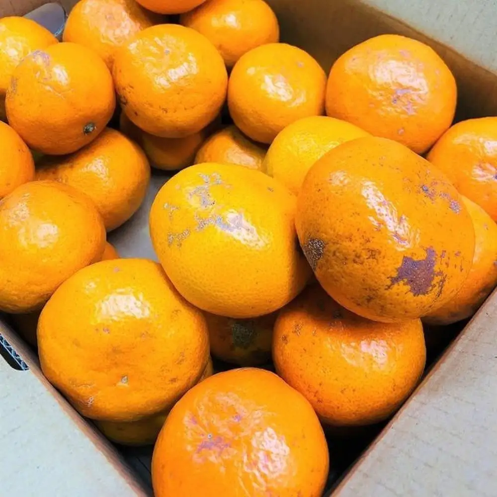 家庭用 有田みかん 1kg (約9個～10個)