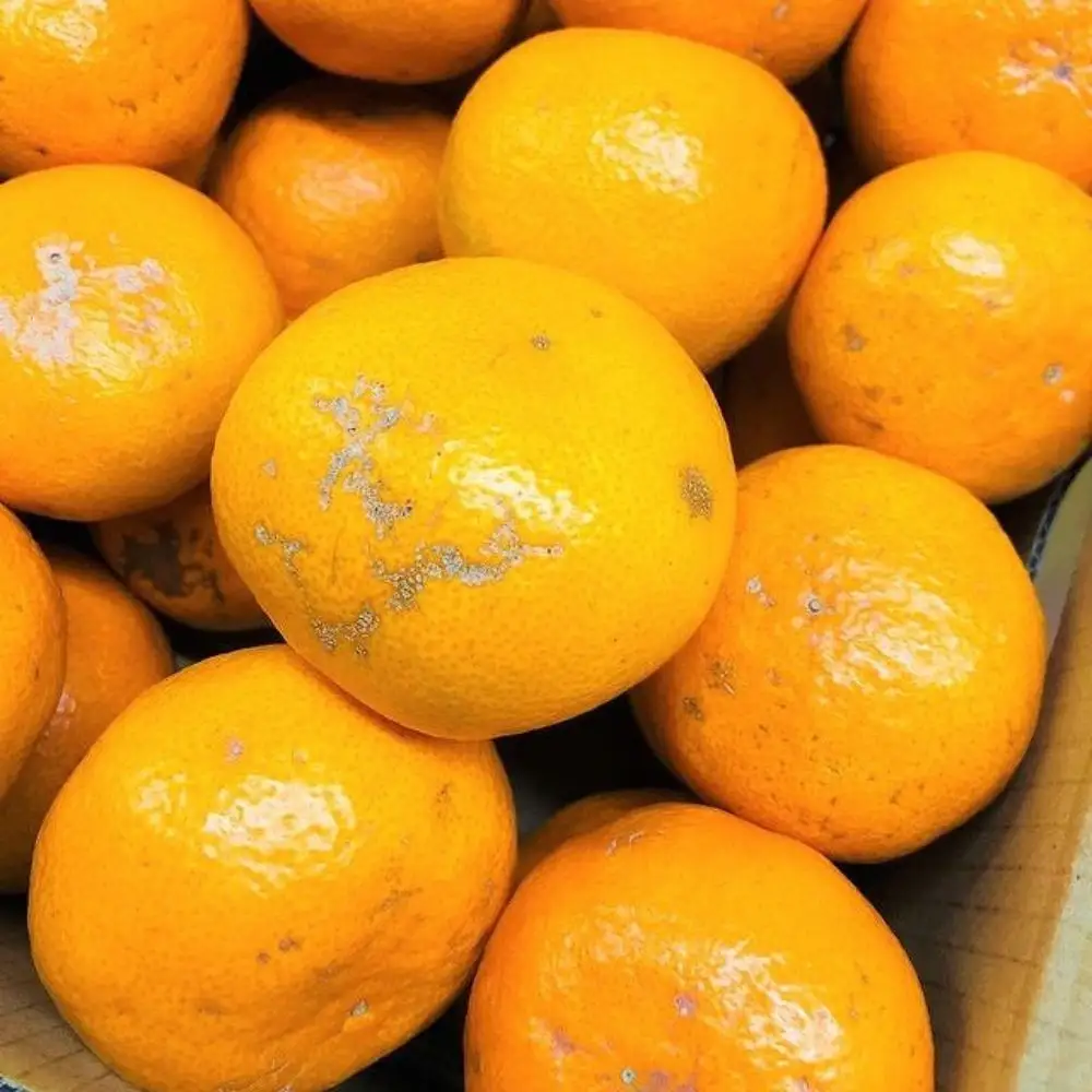 家庭用 有田みかん 3kg (約27個～30個)