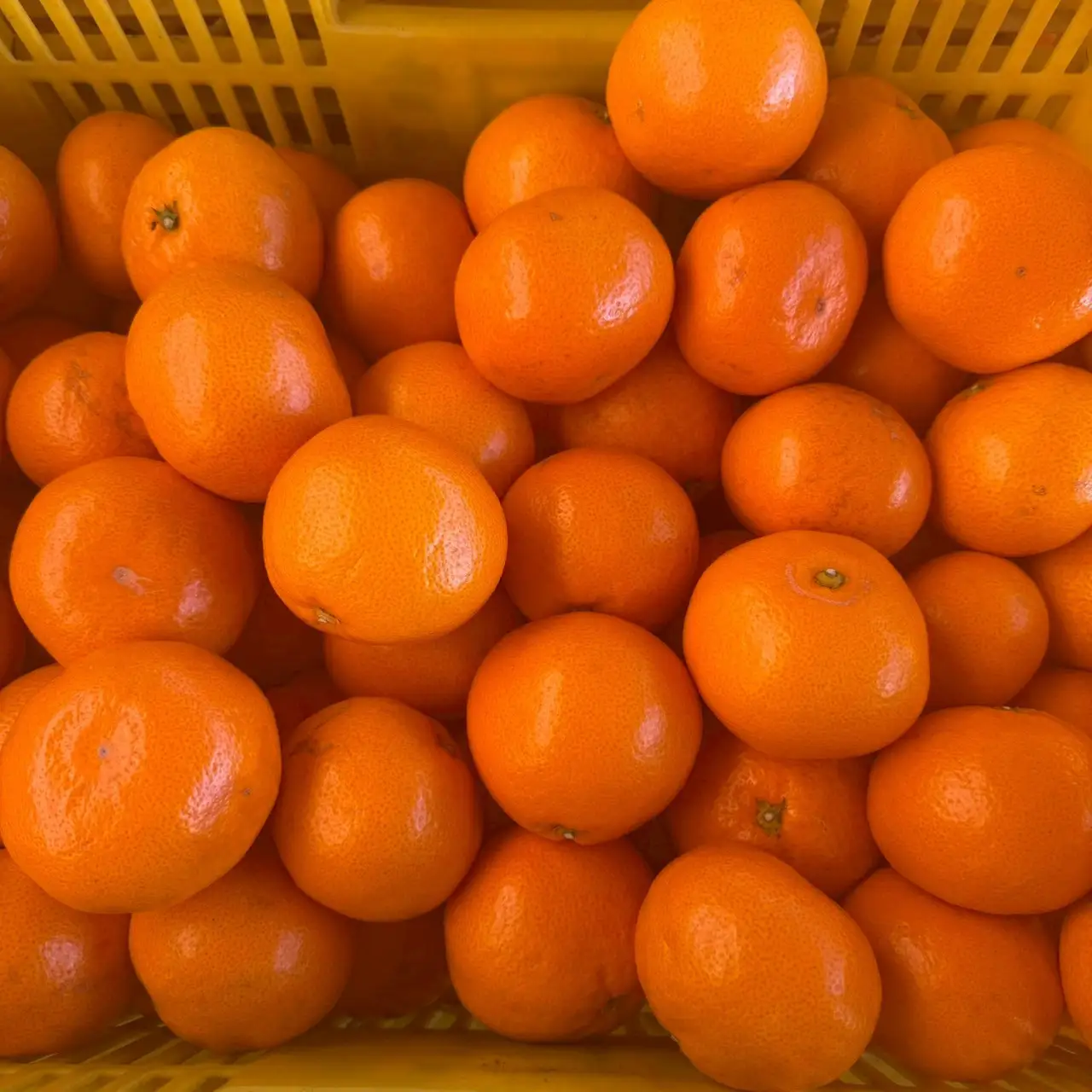 大粒有田みかん 1kg (約7個～8個)