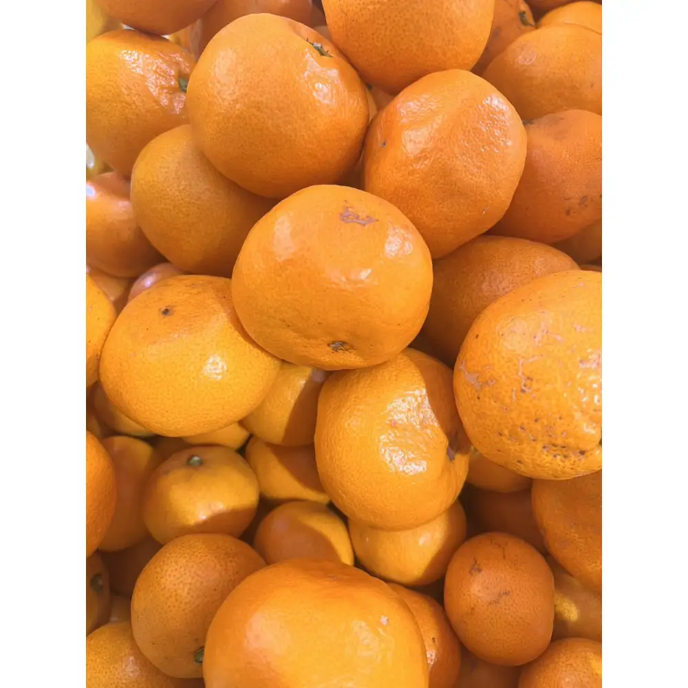 家庭用 大粒有田みかん 1kg (約7個～8個)