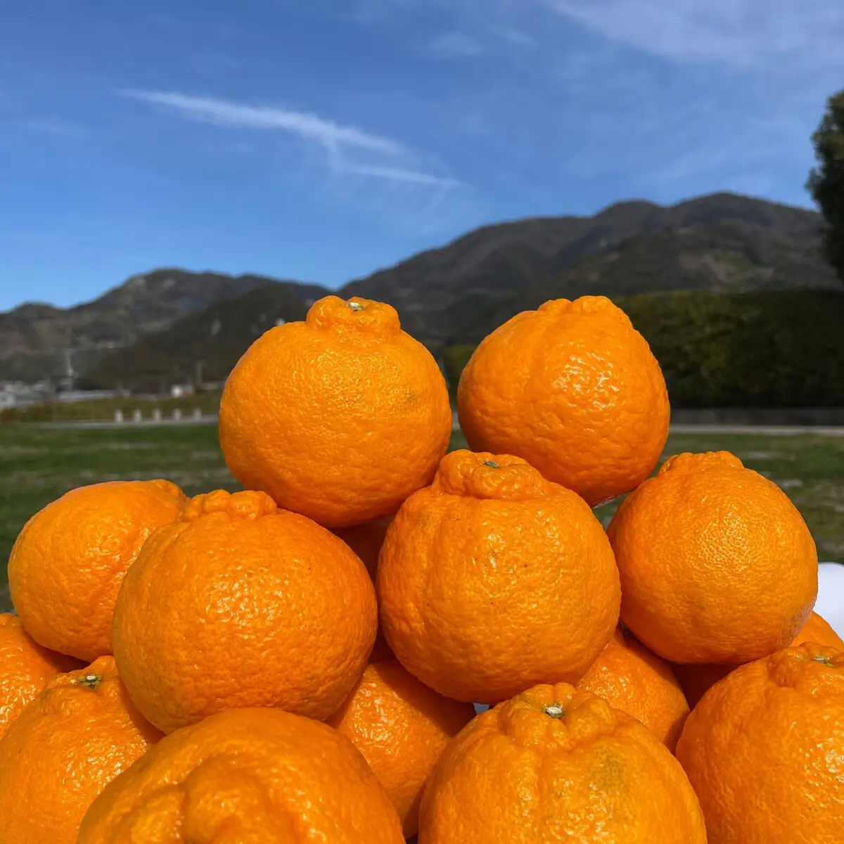 和歌山 有田 不知火 しらぬい 5kg