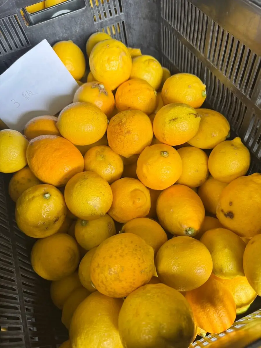 訳あり 国産 レモン 2.5kg (14~22玉)