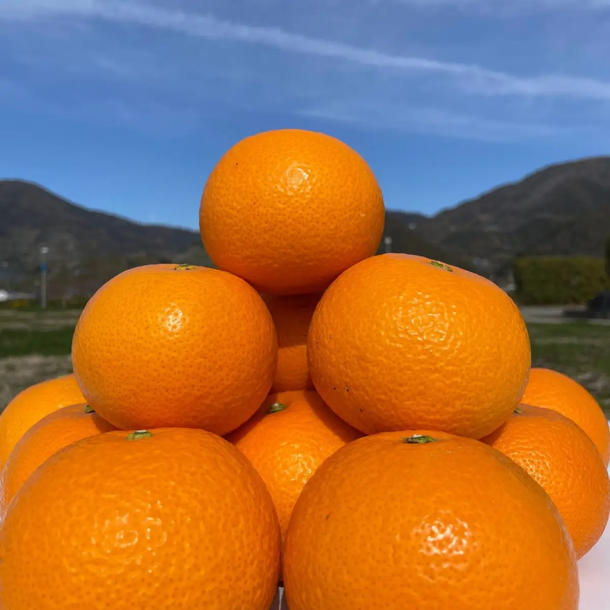 和歌山 有田 はっさく 5kg