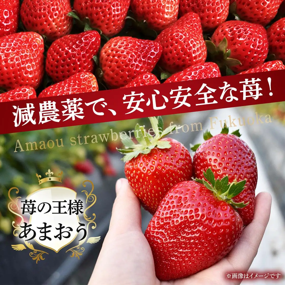 自然環境農法 福岡県産 冷凍あまおう 2kg