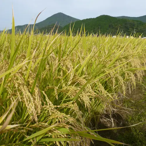 【令和8年産 新米先行受付】さがびより 精米 5kg【12ヶ月定期便】農園(H061A78)