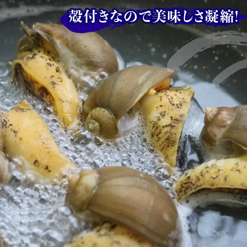 ボイルつぶ貝 1kg×2 計2kg 殻付き 冷凍 大船渡産