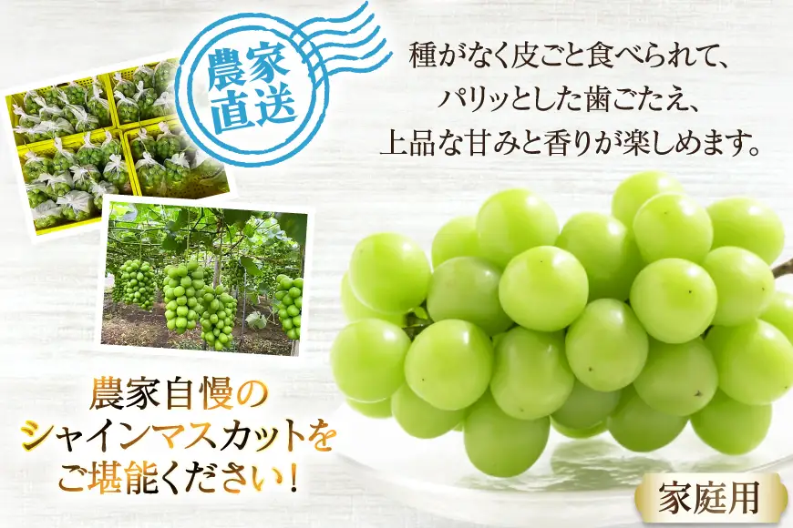 期間限定発送】 ぶどう 家庭用 訳あり シャインマスカット 約1.5kg 1箱
