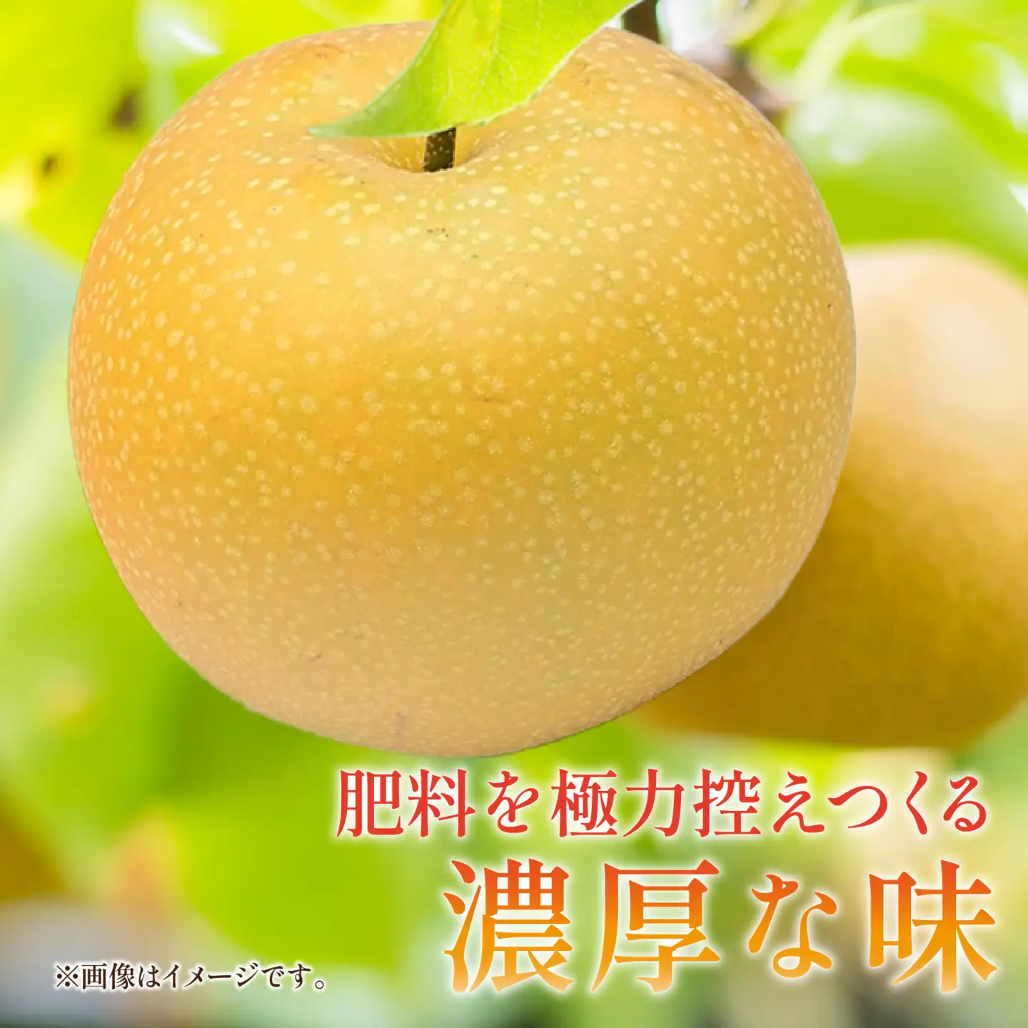 【先行予約】梨（あきづき）5kg　8玉～12玉 [A-014003] ※2026年9月中旬以降順次発送予定 / なし フルーツ 期間限定 送料無料　滑川市 富山県フルーツ 果物 くだもの なし 滑川市 新山果樹園