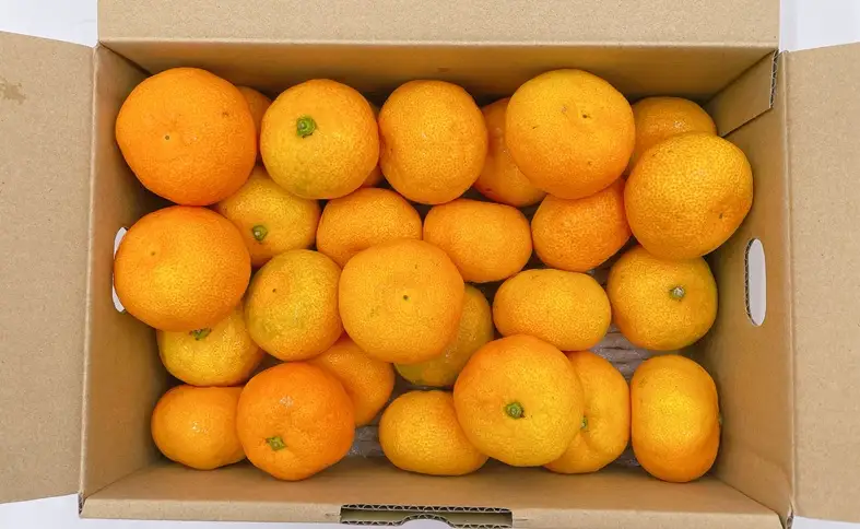 ハウスみかん ご家庭用 2kg 【7月下旬から順次発送予定】 みかん 人気 数量限定 柑橘 愛媛 伊予市｜B547