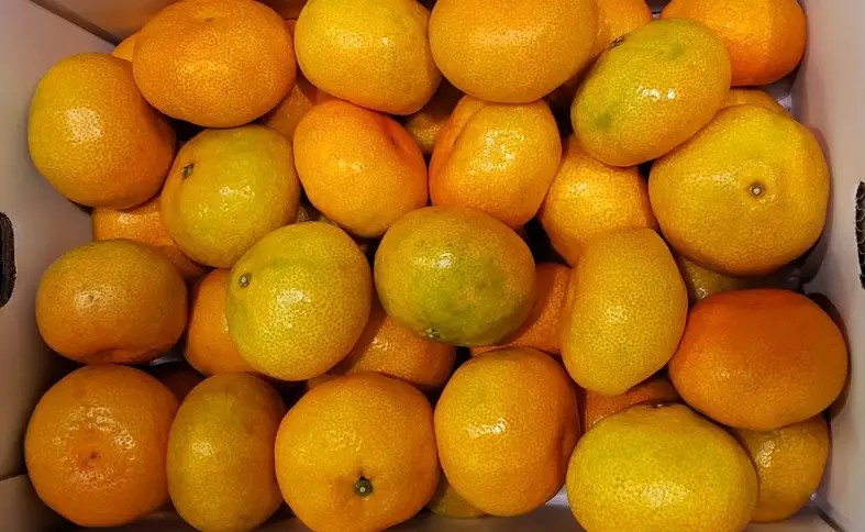 ハウスみかん ご家庭用 5kg 【7月下旬から順次発送予定】 みかん 人気 数量限定 柑橘 愛媛 伊予市｜D126