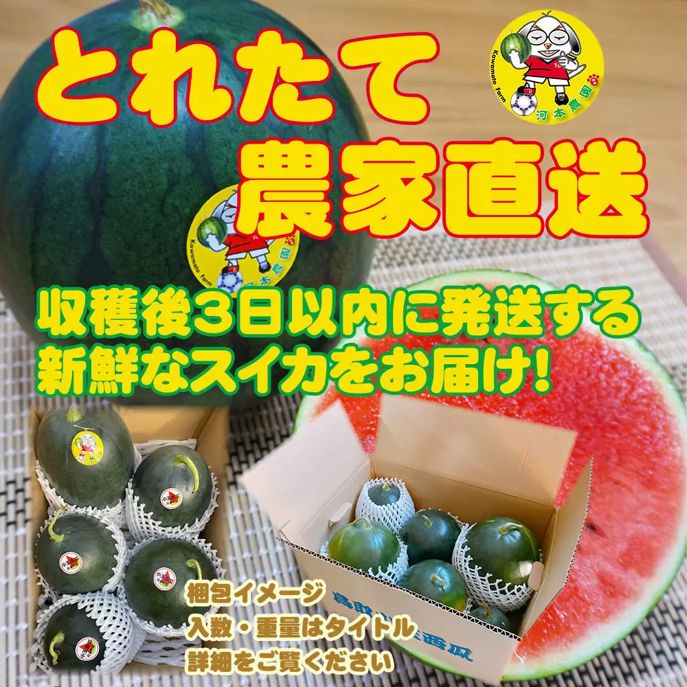 【先行予約】黒皮小玉スイカ 鳥取県北栄町産 農家指定（こちらの返礼品は、大栄西瓜ではありません） スイカ