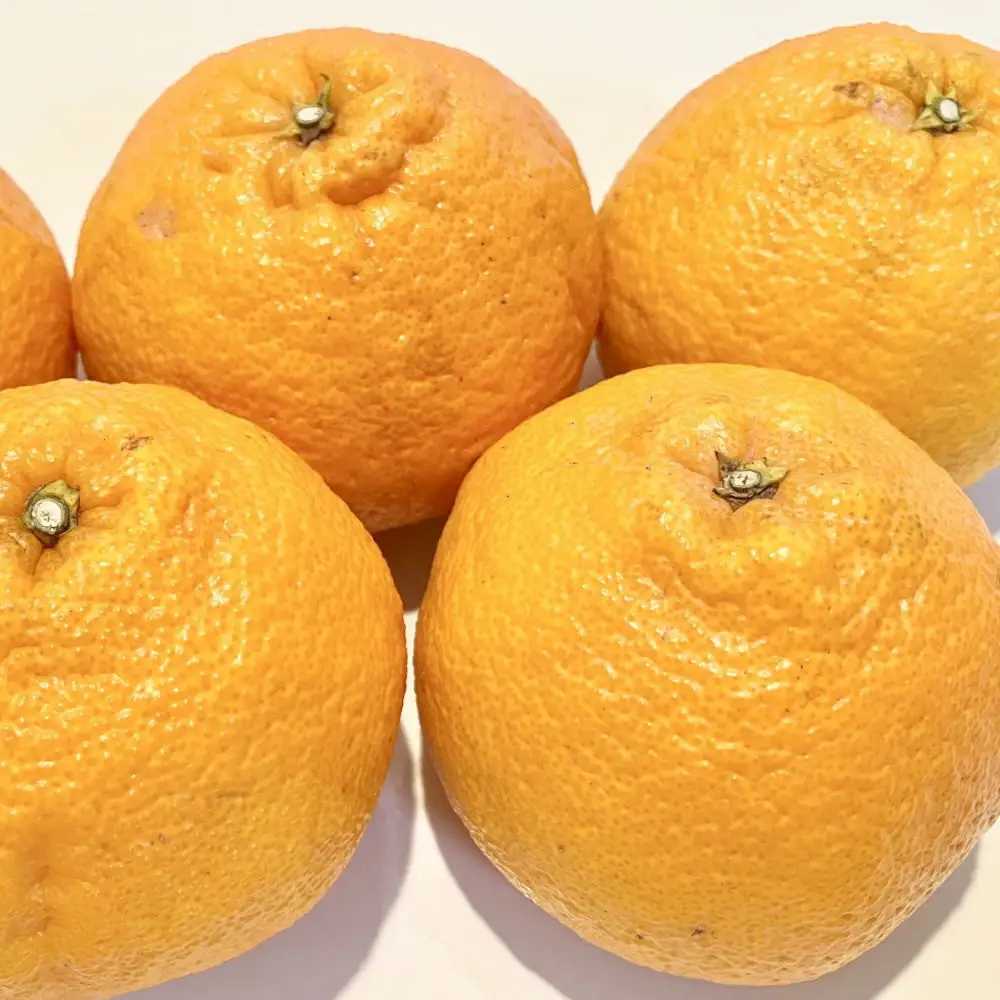 「農園直送」和歌山県産不知火 もりもりの約9kg（サイズ混合 ご家庭用）★2027年2月下旬頃より順次発送 ［TM258］