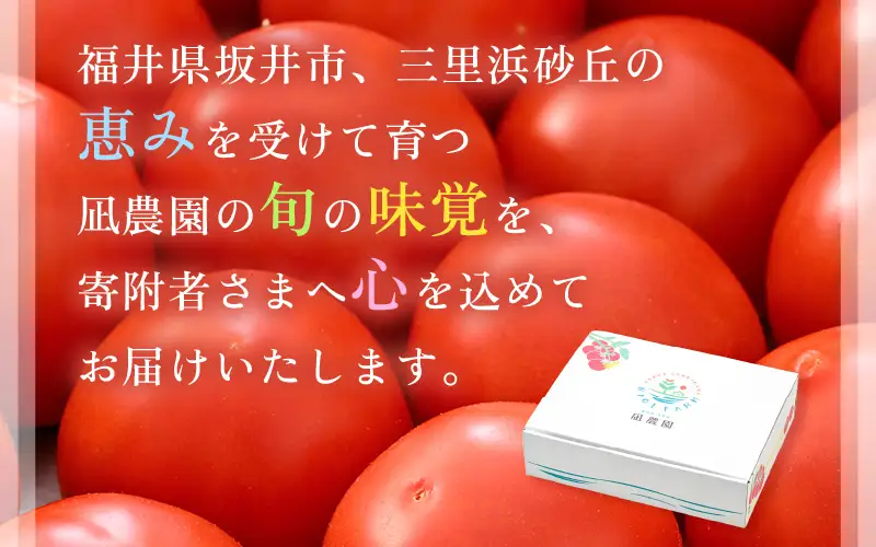 先行予約 完熟ミディトマト 1kg 中玉トマト 2026年6月上旬以降順次発送予定 [A-22101]