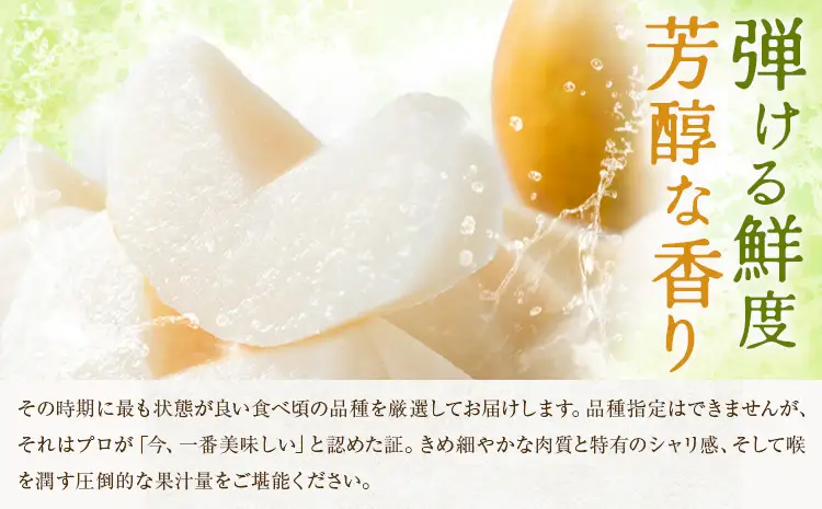 先行予約 旬の梨 約4kg 梨