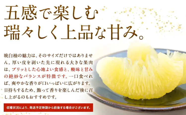 先行予約 晩白柚 約3kg 株式会社エフビーネット《12月上旬-1月下旬頃出荷》熊本県 氷川町 果物 フルーツ 熊本県産 ジューシー ばんぺいゆ バンペイユ