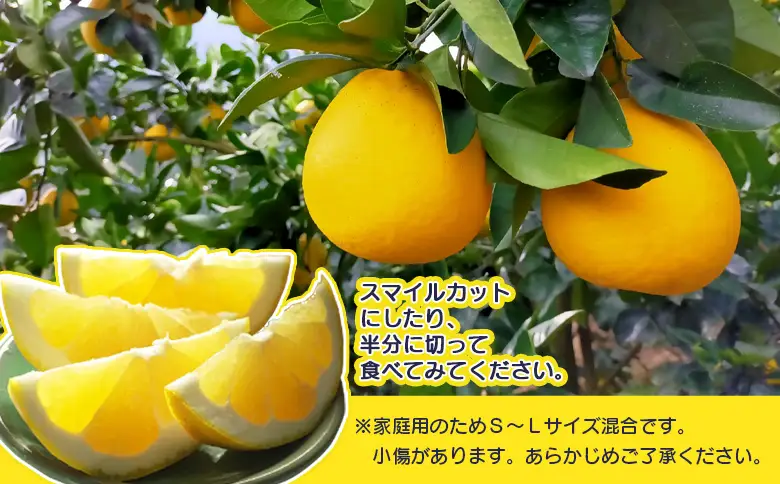 先行予約受付＜天晴晩柑（河内晩柑）家庭用 約1.2kg＋300g＞『2026年4月上旬～5月下旬迄に順次出荷予定』感謝企画 訳アリ 訳あり 果物 柑橘 みかん 和製 グレープフルーツ 食べて応援 特産品 株式会社笑丸 愛媛県明浜産 愛媛県 西予市【常温】AAN0090