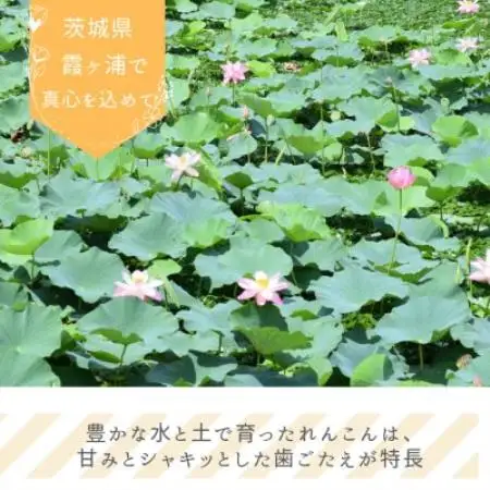 れんこんチップス 30g×10袋セット【1731235】