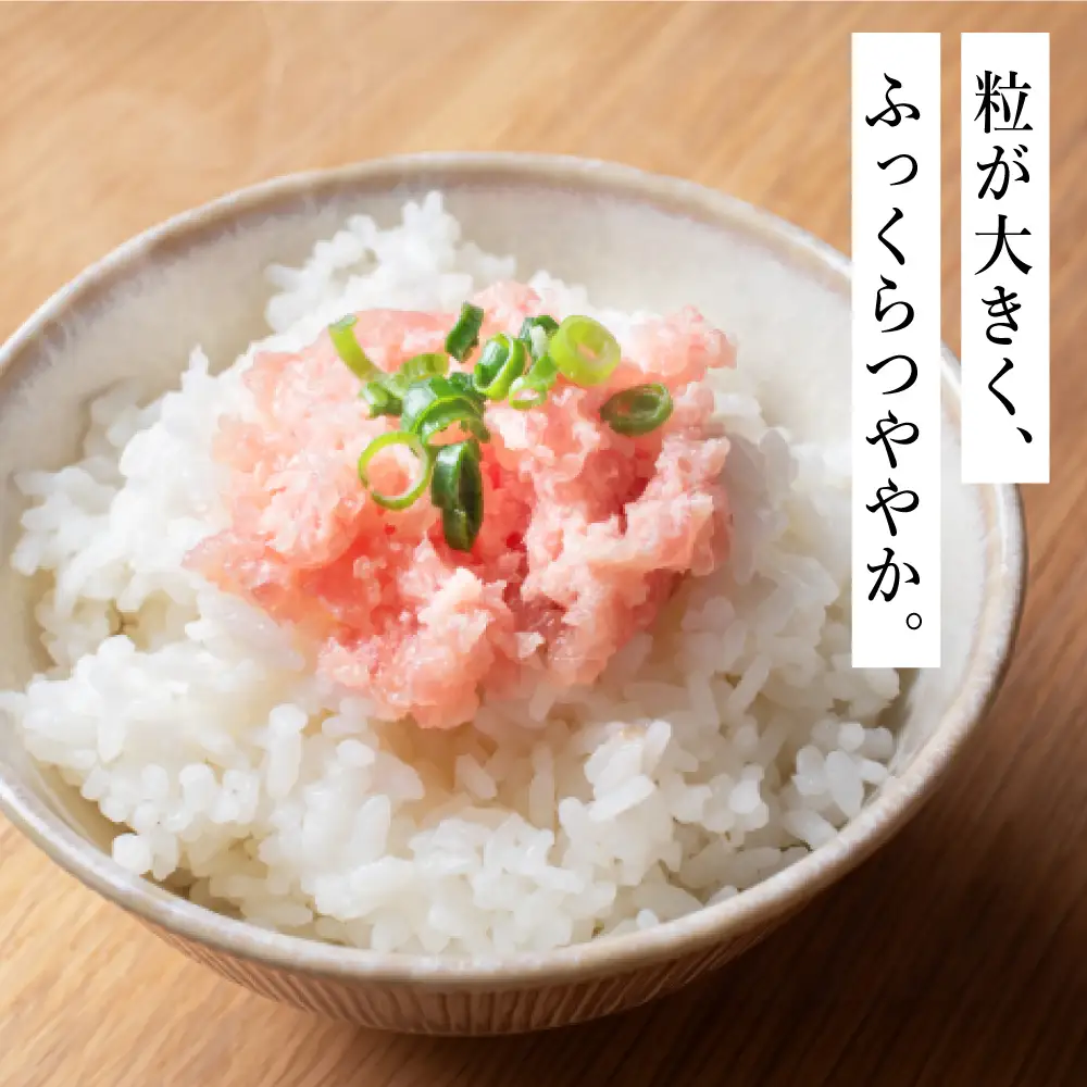 令和7年産 阪南市産のうまいお米 5kg ×1袋 / 精米 単一原料米 にこまる