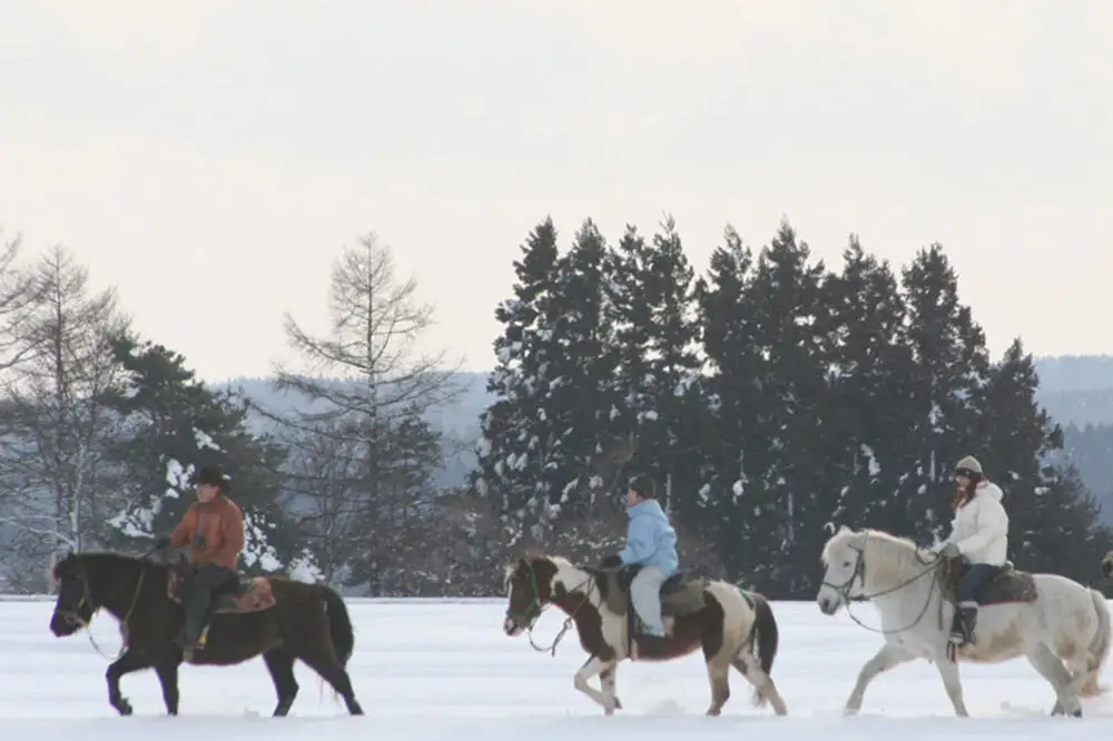 「駒の里」十和田で乗馬トレッキング45分（1名様分） レターパックプラス 青森県十和田市