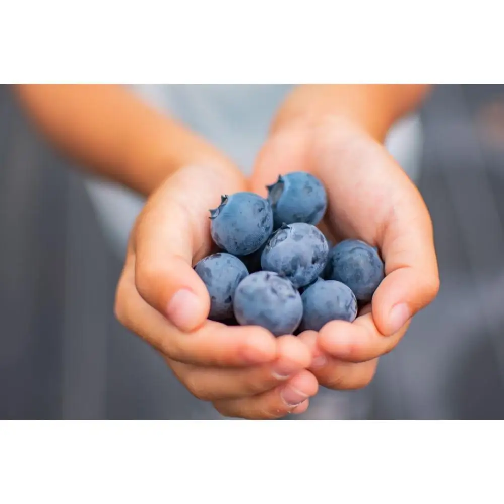 BULE BERRY FARM UEKI 施設利用券 20０００円分