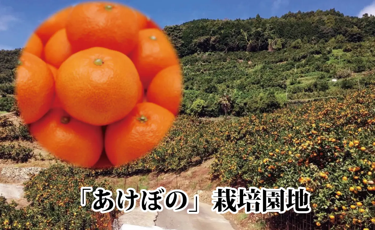 濃厚な味わい!やまご農園 高糖度みかん!「あけぼの」【C39-11】【配送不可地域：離島】【1491797】 YWTF004