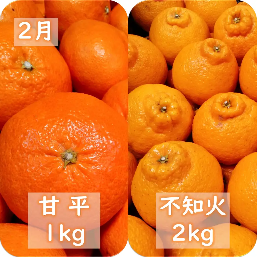 【発送月固定定期便】愛咲果樹園「冬の柑橘定期便」(1月～3月)全3回【F71-20】【4013391】 YWTS016