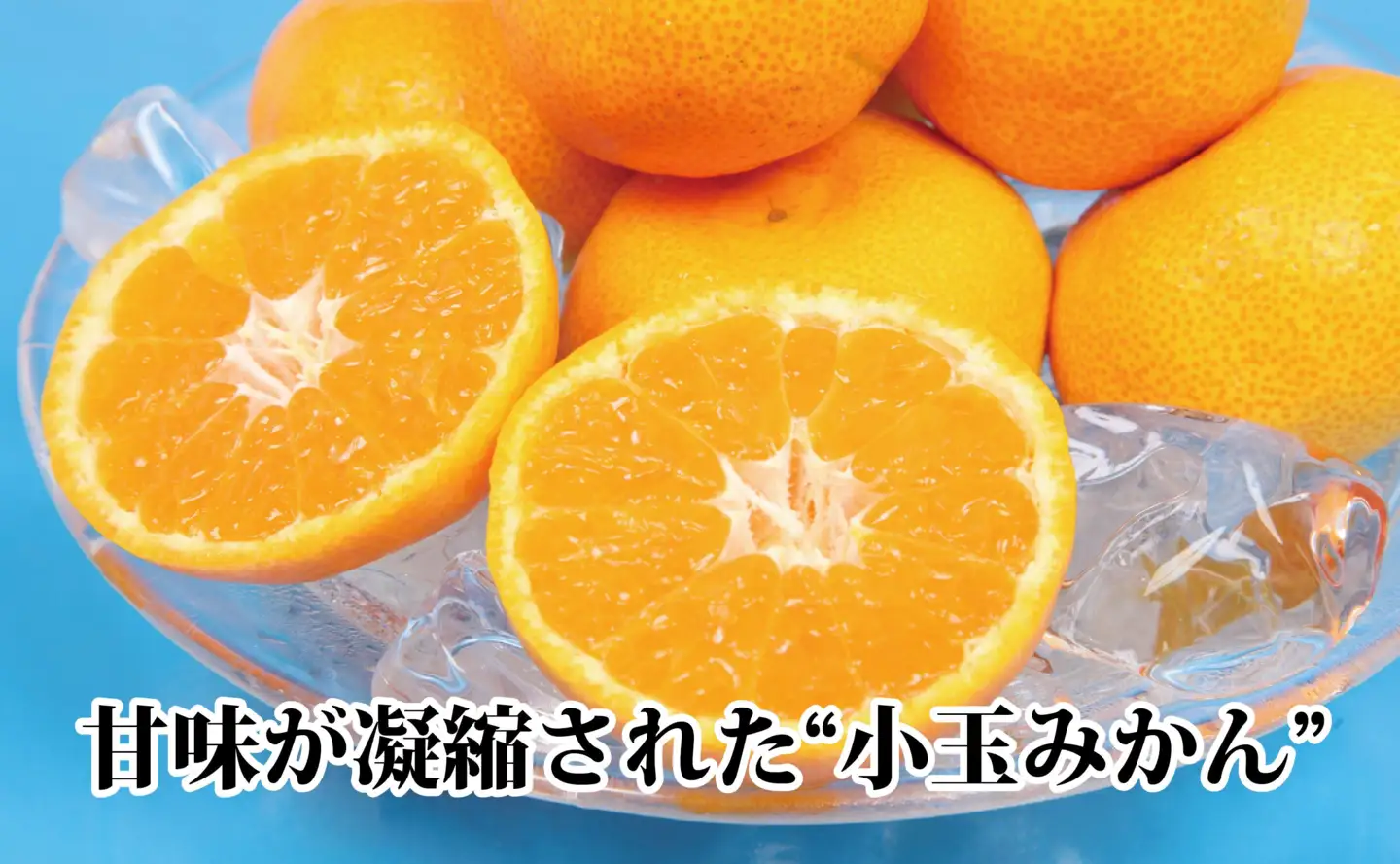 2026年11月発送開始　ぷるぷる新食感!「マドンナ」+濃厚!「小玉みかん」約5kg【D39-32】【1252242】 YWTF014