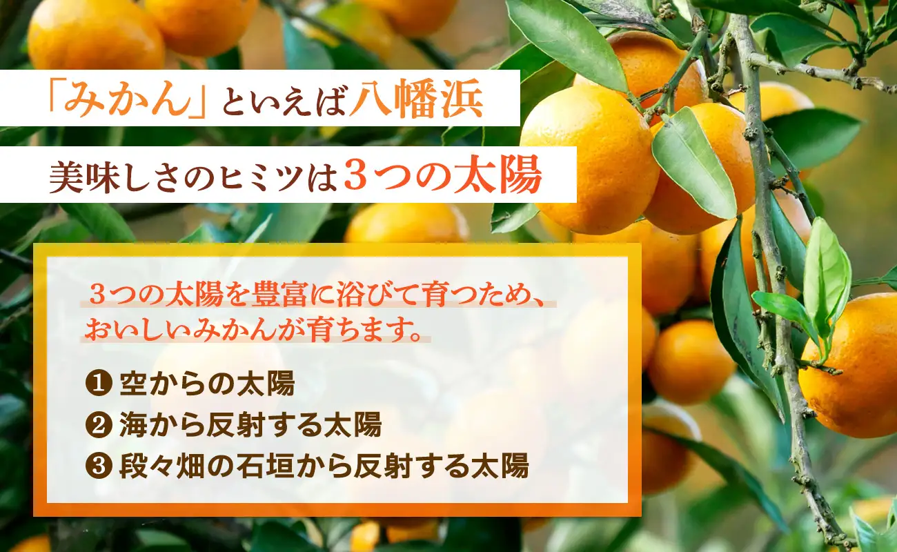小粒・濃厚な味わい!!「八幡浜小玉っ子みかん」約5kg【C39-59】【配送不可地域：離島】【1512462】 YWTF034