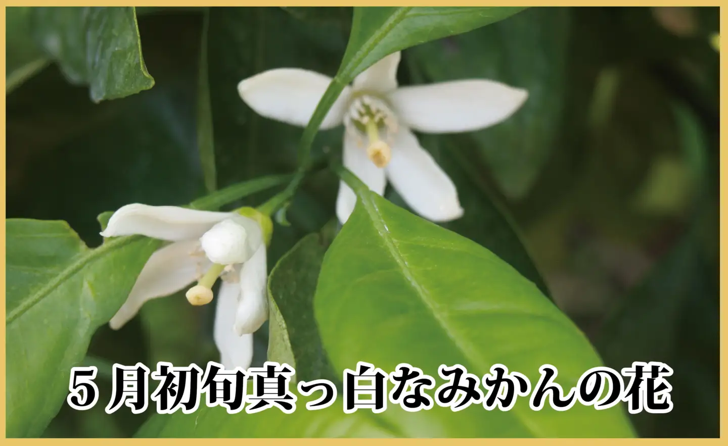 極撰柑橘【雅】光センサー合格品　甘さ際立つ「小玉温州みかん」約4.5キロ【C39-64】【配送不可地域：離島】【1616826】 YWTF039