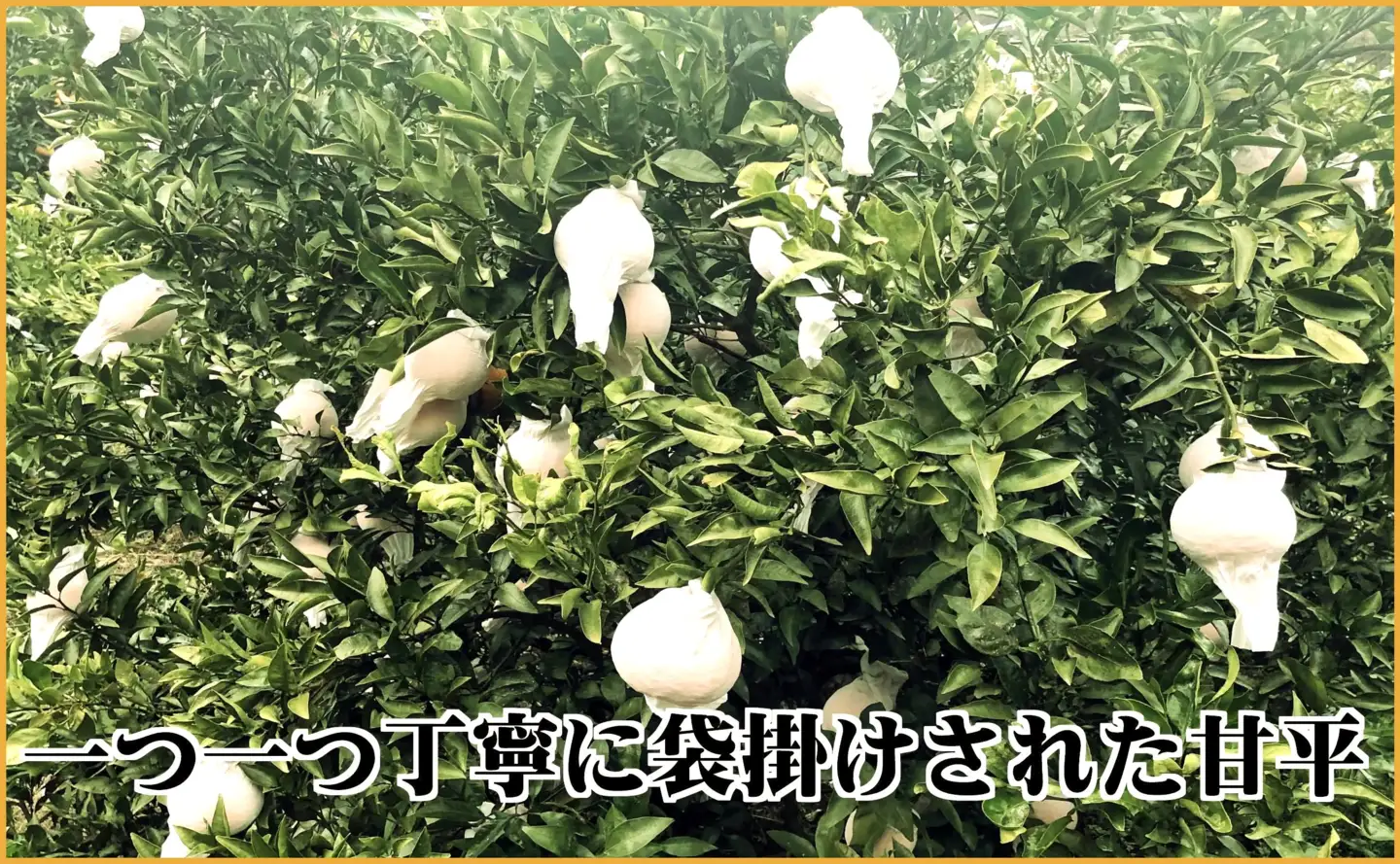 極撰柑橘【雅】光センサー合格品・限定300ケース　愛媛の高級柑橘「甘平」約1.8キロ【D39-66】【配送不可地域：離島】【1619270】 YWTF041