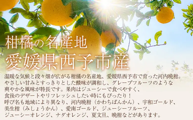 ＜秀品 河内晩柑 (L～3Lサイズ) 約7kg＞『2026年4月中旬から順次出荷予定』かわちばんかん 美生柑 宇和ゴールド オレンジ 和製グレープフルーツ 蜜柑 ミカン みかん 果物 フルーツ 柑橘 国産 愛媛県産 西予市産 西宇和 特産品 丸二青果 愛媛県西予市【常温】MMY0026