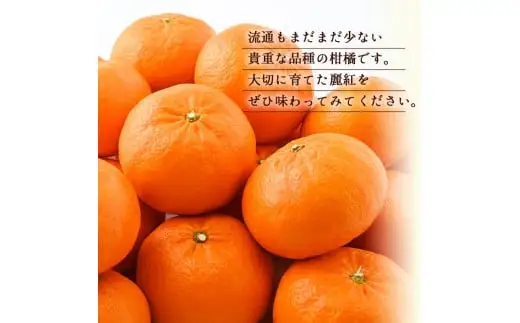麗紅 れいこう 訳あり 3.5kg / オレンジ 甘い 家庭用 和歌山 有田 柑橘 ※2027年2月中旬〜3月下旬に順次発送 【krw012-c-3d5】