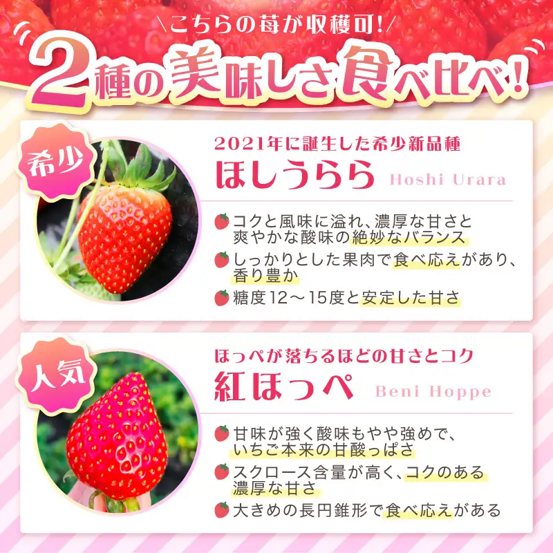 【見つけて、摘んで、食べて！】希少いちご「ほしうらら」を摘みに行こう いちご狩り 体験チケット（大人2名・小人2名）【121D-002】
