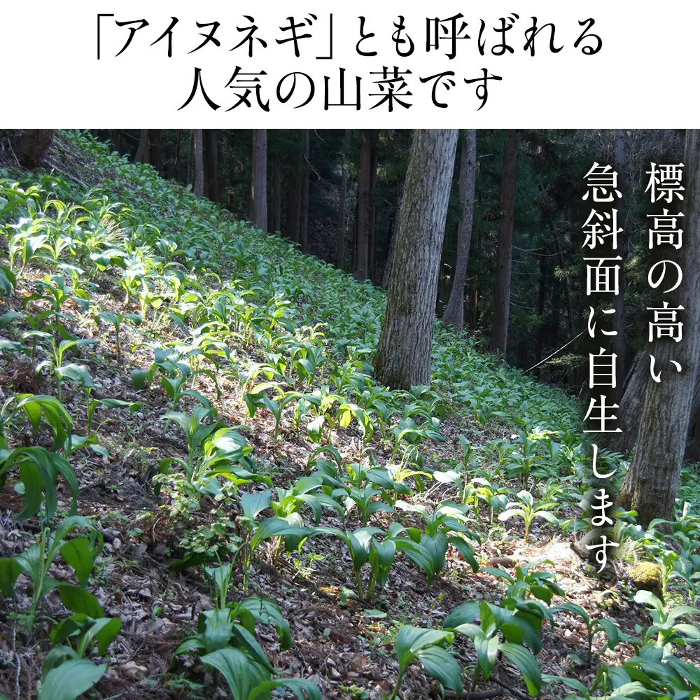 【2027年発送予約】天然行者にんにく 1kg