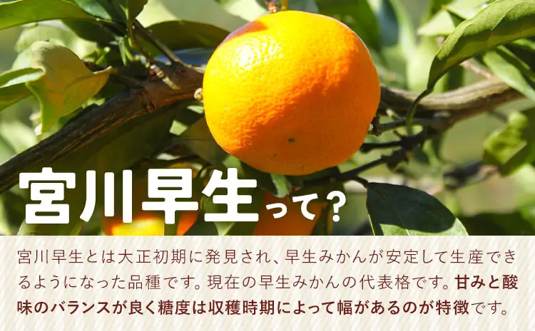 みかん 宮川早生みかん 約10kg