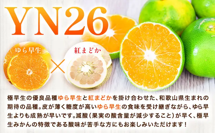 みかん 極早生みかん YN26 約5kg