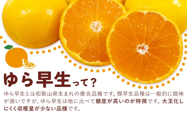 みかん ゆら早生みかん 約5kg