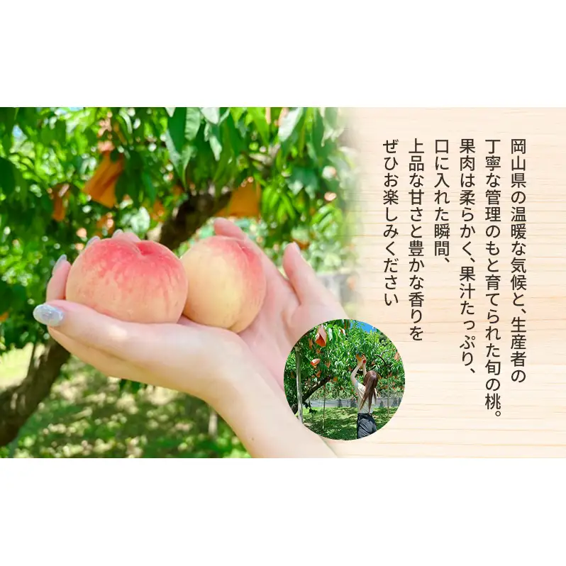 桃 白桃 岡山県産 約2kg(6個～8個) 果物 フルーツ 桃 もも モモ 国産 岡山 数量限定