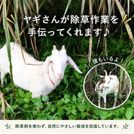 【2026年6月上旬から順次発送】今帰仁産のうみしおバナナ2kg【1732928】