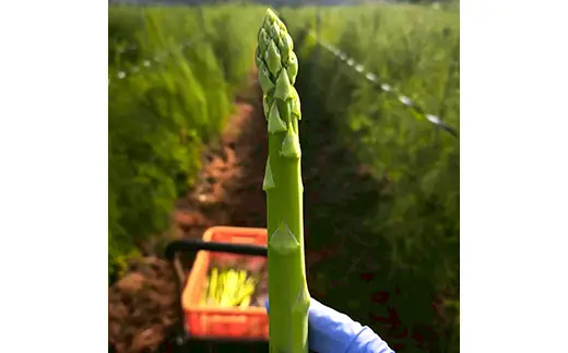 名産！ 西会津町 アスパラ 約1kg 新鮮 野菜 アスパラガス 夏の彩り 食品 旬の味わい 予約販売 F4D-2397
