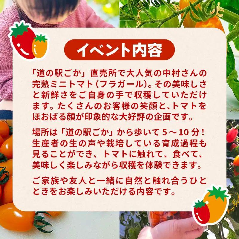 中村さん家のトマト収穫体験【ペアコース】【2026年5月6日 水曜日 祝日 開催】- 農業体験 30分 食べ放題 1パック お持ち帰りお土産付き 収穫 新鮮 茨城県 五霞町 開催
